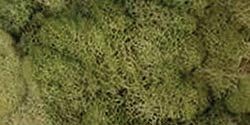 Preserved Reindeer Moss 108.5 Cubic Inches Spring Green (3-Pack)