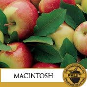 Miniatura 2 de Vela de aroma Yankee Macintosh Piller, de 12 onzas.