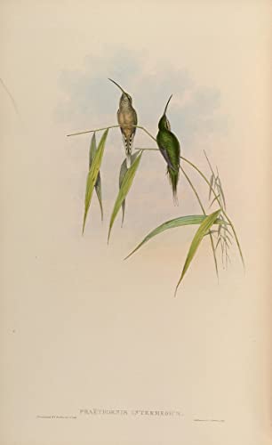 Art mural Phaethornis Intermedius John Gould impression vintage de qualité supérieure