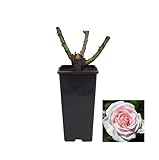 DECOALIVE Rosal Rosa Arbustivo Planta Natural Rosal Meilland Rosa