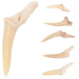 Protección a la moda: el collar colgante Shark Tooth ofrece un aspecto fresco para hombres con su auténtico colgante de dientes de tiburón y materiales duraderos para un uso sin preocupaciones