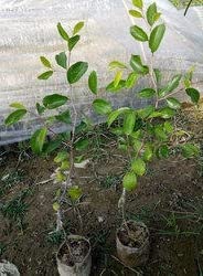 Mphmi Plants Hariman 99 apple plants Summer Zone Apple sebs (B09RVMWPMG) Amazon Price History, Amazon Price Tracker