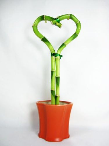 9GreenBox - Lucky Bamboo - Heart Style with Ceramic Pot