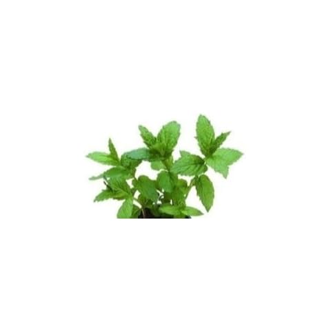 Just Seed Peppermint Herb Seeds - 100 Pack Cover