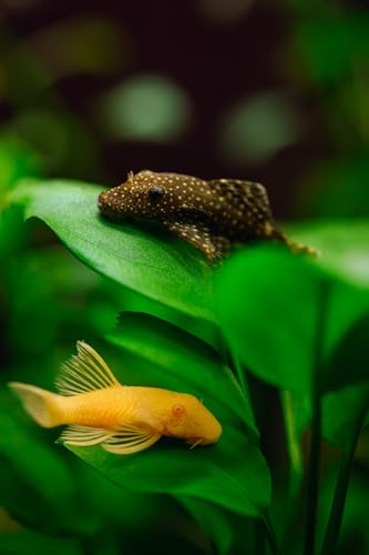 Swimming Creatures Pleco Live Freshwater Aquarium Fish (Size Approx 1-2') (1 Snowflake Pleco...
