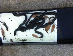 (2 Pk Lt) Cahaba Snake Trap Large Lift Top With 6 Catch Inserts #TOP1