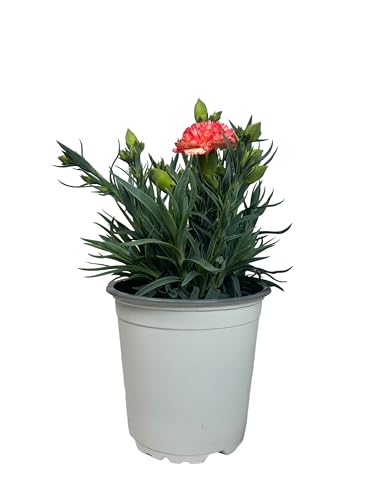 Clavel Carnelia Planta Natural de Exterior - Maceta de 12 cm - Claveles Rosados en macetas para Jardín