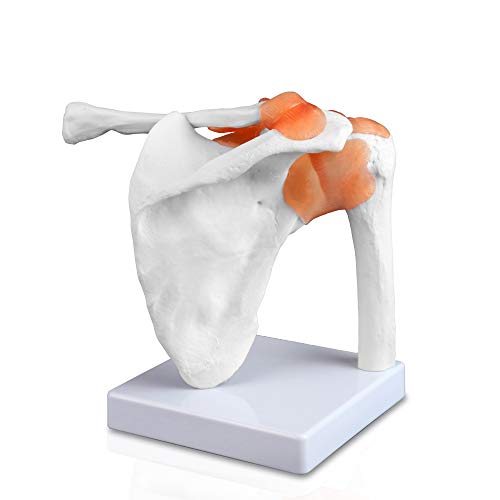 Image of B10227 Shoulder Joint Model, Life Size, 4.5 inch Height, 7 inch Wide, 8 inch Length