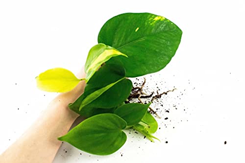 Trailing Combi Pack | Scanden, Gouden, Brasil - Afbeelding 5