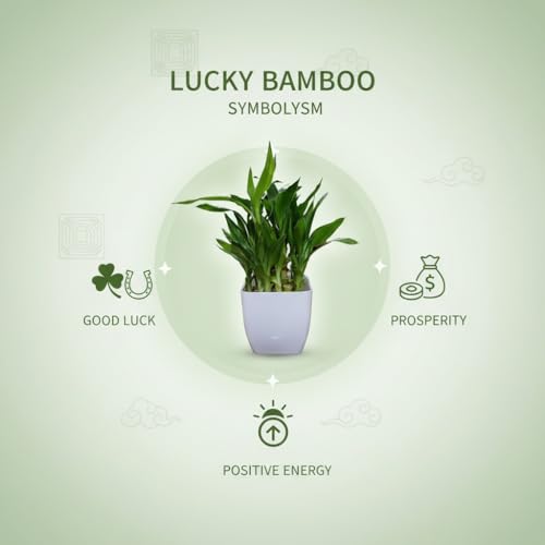 Image of Sugram 2 Layer Lucky Bamboo Feng Shui Plant With 3 inch White Square Pot | indoor for living room, Desk, Table Corner, Office (2 Plant with 3 inchInch White Pot)