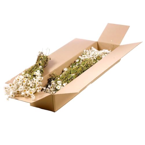 5x rodanthe white fleurs séchées naturelles pour vase