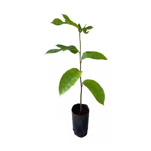 Genérico, Muda de Jaca Dura 50 a 80cm AMK - Plantas Online