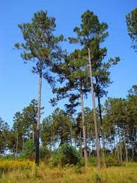 30 Seeds Loblolly Pine Seeds Tree Seeds For Planting Pinus Taeda Arkansas Pine North Carolina Pine Oldfield Pine Seeds #TOP6