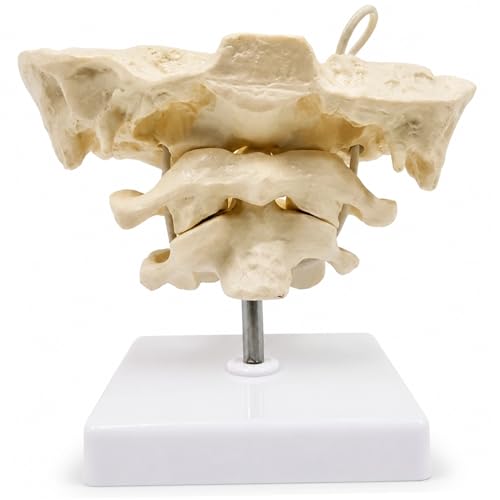 Columna vertebral de PVC con articulaciones móviles para una demostración anatómica precisa