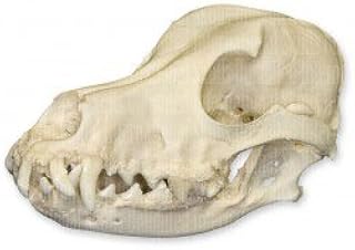 domestic dog skull