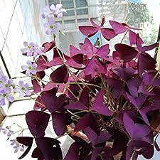 5pcs Red Oxalis Wood Sorrel Flower