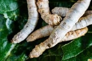 comprar gusanos de seda amazon