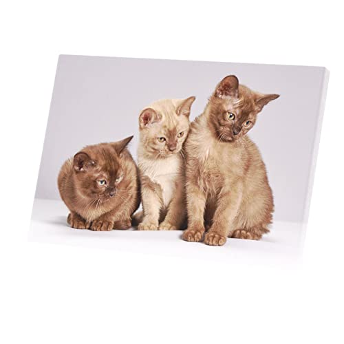Tableau chat siamois et persan en toile imprimée mignonne pour déco murale 90x60 cm