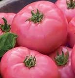 Aachondra 100pcs semillas de hortalizas de tomate rosa