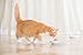 Schesir Cat Bio Adult Huhn und Schwein mit Zucchini, Katzenfutter nass, 16 Beutel x 85 g