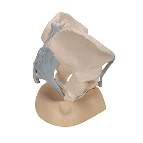Image of 3B Scientific H20 /2 Female Pelvis w / Ligaments 3 Part - 3B Smart Anatomy