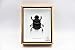 Real Exotic Elephant Dung Beetle Specimen (Heliocopris Dominus) FEMALE - Preserved Taxidermy Insect Bug Collection Framed in a Wooden Box as Pictured