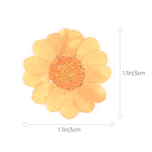 Kit de 40 flores secas prensadas naturales Lurrose miniatura 2