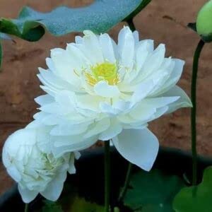 Indian Gardens - Lotus live plant Rare plant (Peony Fairy) Original color guarantee plant | Indoor |outdoor plant (Code 8) (B0BC3LPK16) Amazon Price History, Amazon Price Tracker