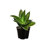 PlantVers Sansevieria Hahnii Silver Star 4" Live Plant – Easy Care Houseplant – Indoor Snake Plant