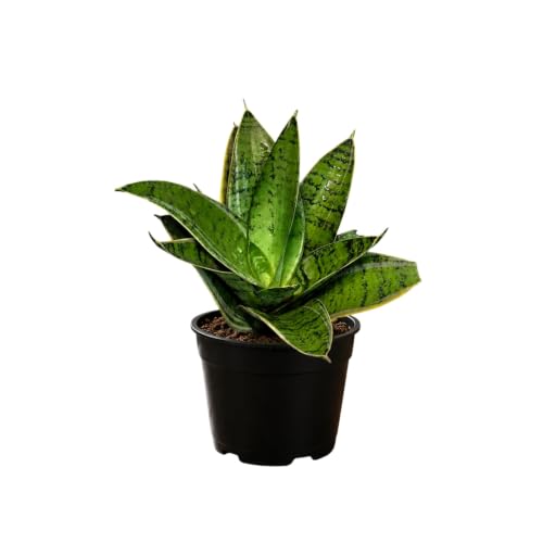 PlantVers Sansevieria Hahnii Silver Star 4 Live Plant – Easy Care Houseplant – Indoor Snake Plant