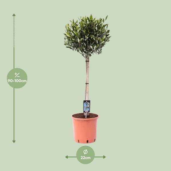 Drzewo oliwne – Olea europaea – Ø 22 cm – wysokość 100 cm – śródziemnomorska roślina pokojowa i ogrodowa, łatwe w pielęgnacji drzewo oliwne z eleganckimi, smukłymi gałęziami i wiecznie zielonymi