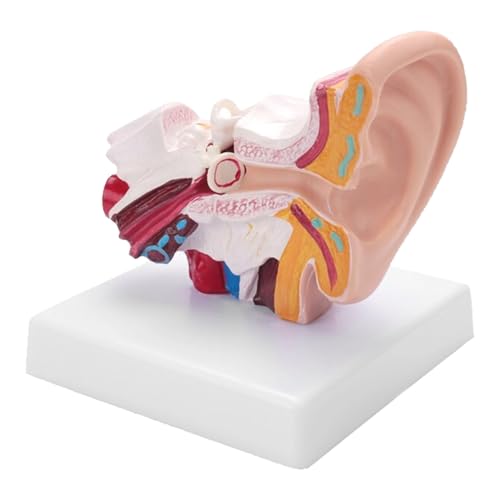 Image of Human Ear Model, 1.5 Times Enlarged PVC Stable Human Ear Anatomy Model Display Outer Middle Inner Ears Advanced Painting Anatomical Ear Model with Base for Teaching