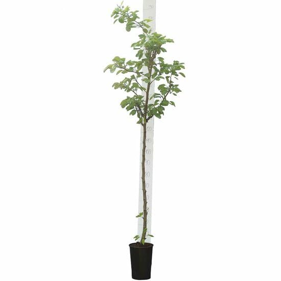 Bloomique - Prunus Dulcis - Amandier - Arbre fruitier - Plante de Jardin - Rustique - Hauteur 130-160 cm - Pot 28 cm