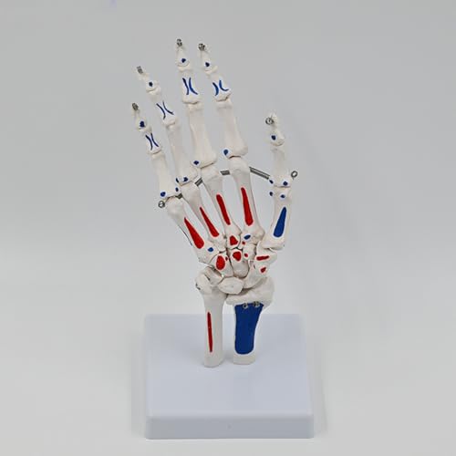Squelette de main avec radius et cubitus modèle anatomique d'étude médicale - 5