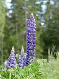 Image of Lupin Flower Seeds - Easy-to-Grow, Vibrant Blooming Perennials for Garden Borders, Pollinator-Friendly, Heirloom Seed Pack (Pack Of 30 Seed)