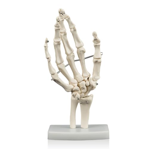 Ottima visuale - Questo modello anatomico della mano offre un'ottima visuale dello scheletro della mano umana, una facile visualizzazione di orientamenti, relazioni e superfici articolari.