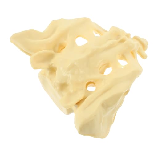 Sacrum humain modèle anatomique taille réelle en PVC pour étude médicale