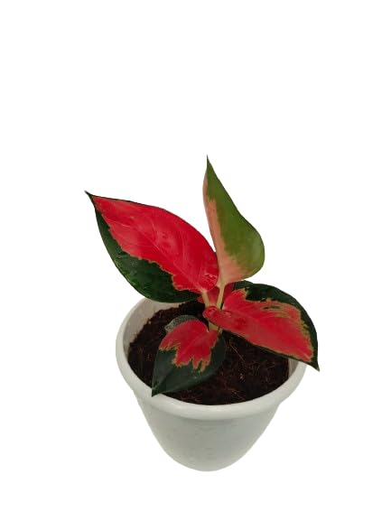 Shree Biotech Aglaonema | China Red Plants For Home Gardening | Jaypong Red Plant | Air Purifier Plant with Pot (Pack of 1) (B0D4Z23T23) Amazon Price History, Amazon Price Tracker