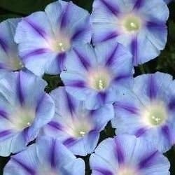 Indian Gardening Blue Star Morning Glory Imopea Tricolor Flower Vine Seeds 15.