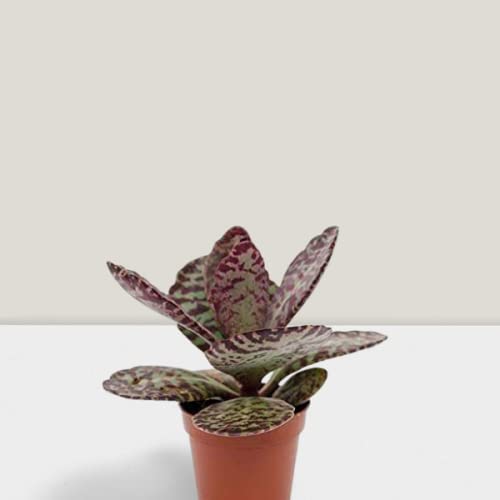 OhhSome Succulent Plant Kalanchoe Humilis Gremlin Hardy Plants Oxygen Plants|Living Room|Living Room|Table|Live Plant|Home Décor (Healthy Live Plant) (B09K4GPKJ6) Amazon Price History, Amazon Price Tracker