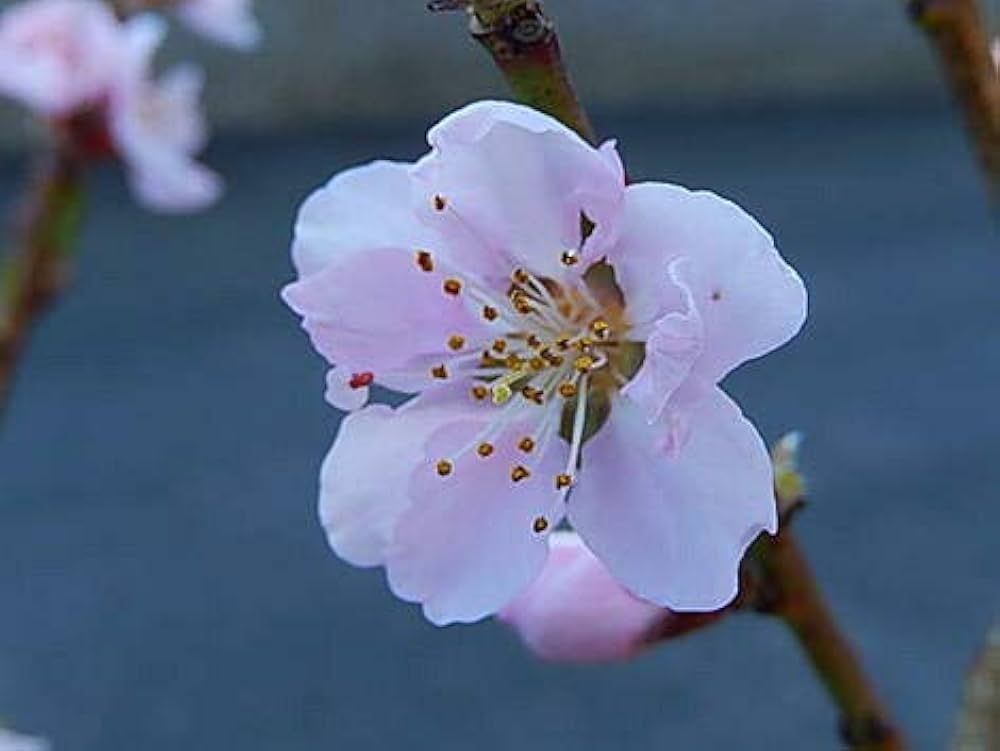 Amazon.co.jp: 桃の木 ボナンザピーチ 桃鉢植え6号サイズ陶器 : DIY