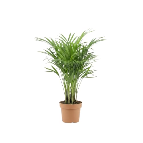 DECOALIVE Areca Dypsis Lutescens Maceta 10 cm Altura 35 cm Planta de Interior Natural Planta Viva