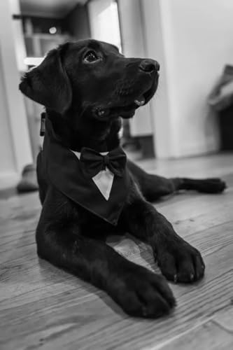 Smoking-Halstuch für Hunde – Eleganter Hundekragen für Hochzeit, Geburtstag & Fotoshooting – Verstellbarer Haustier-Schal im Anzugstil – Festliches Hundeaccessoire (Smoking Schwarz/Weiß, M)