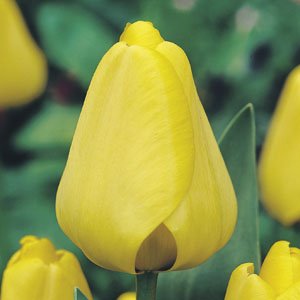 10 Bulbi Tulipano Darwin Ibrido Giallo Golden Apeldoorn