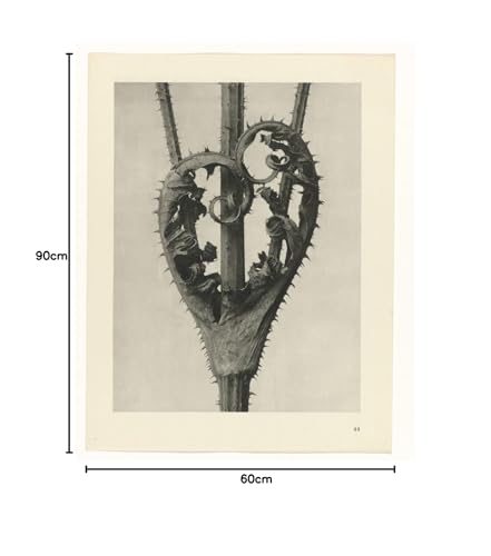 Décoration murale poster plante Karl Blossfeldt pour grand format salon 60x90 - 5