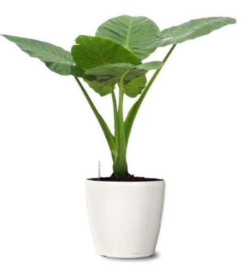 Amys Greens Taro Root/Arbi/Dasheen/Eddoes Vegetable Bulbs Home Outdoor Gardening Bulbs planting (Pack of 2 Bulbs) (B0BP21DD6N) Amazon Price History, Amazon Price Tracker