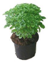 Albahaca de San Lorenzo M-10.5 Cover