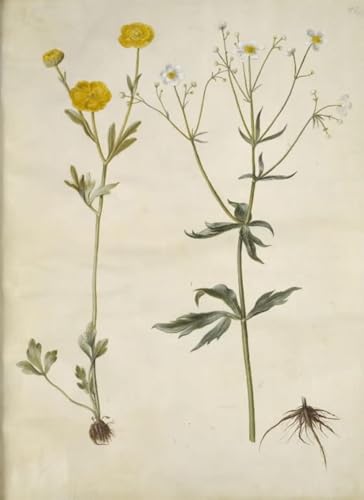 Lienzo Ranunculus monspeliacus 60x90cm: arte de pared para dar vida a oficinas