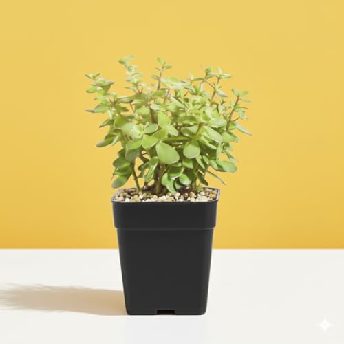 Image of Live Jade Plant with Pot | Good Luck Feng Shui Money Succulent Plant | Low Maintenance Indoor Outdoor Air Purifying Plant for Home Living Room Office Desk Decor | Pack of 1