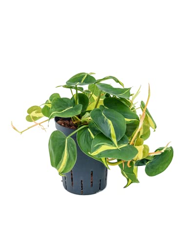 Hear Leaf philodendron scandens Brasil - Yellow Stripe Variegated Leaves - Indoor Trailing House Plant for Home or Office- in 12cm Pot